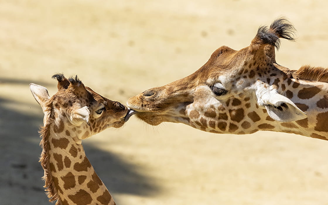 Girafes du bioparc de Doué-La-Fontaine
