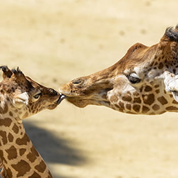 Girafes du bioparc de Doué-La-Fontaine