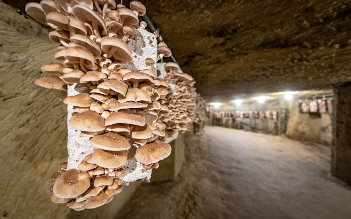 Cave à champignons