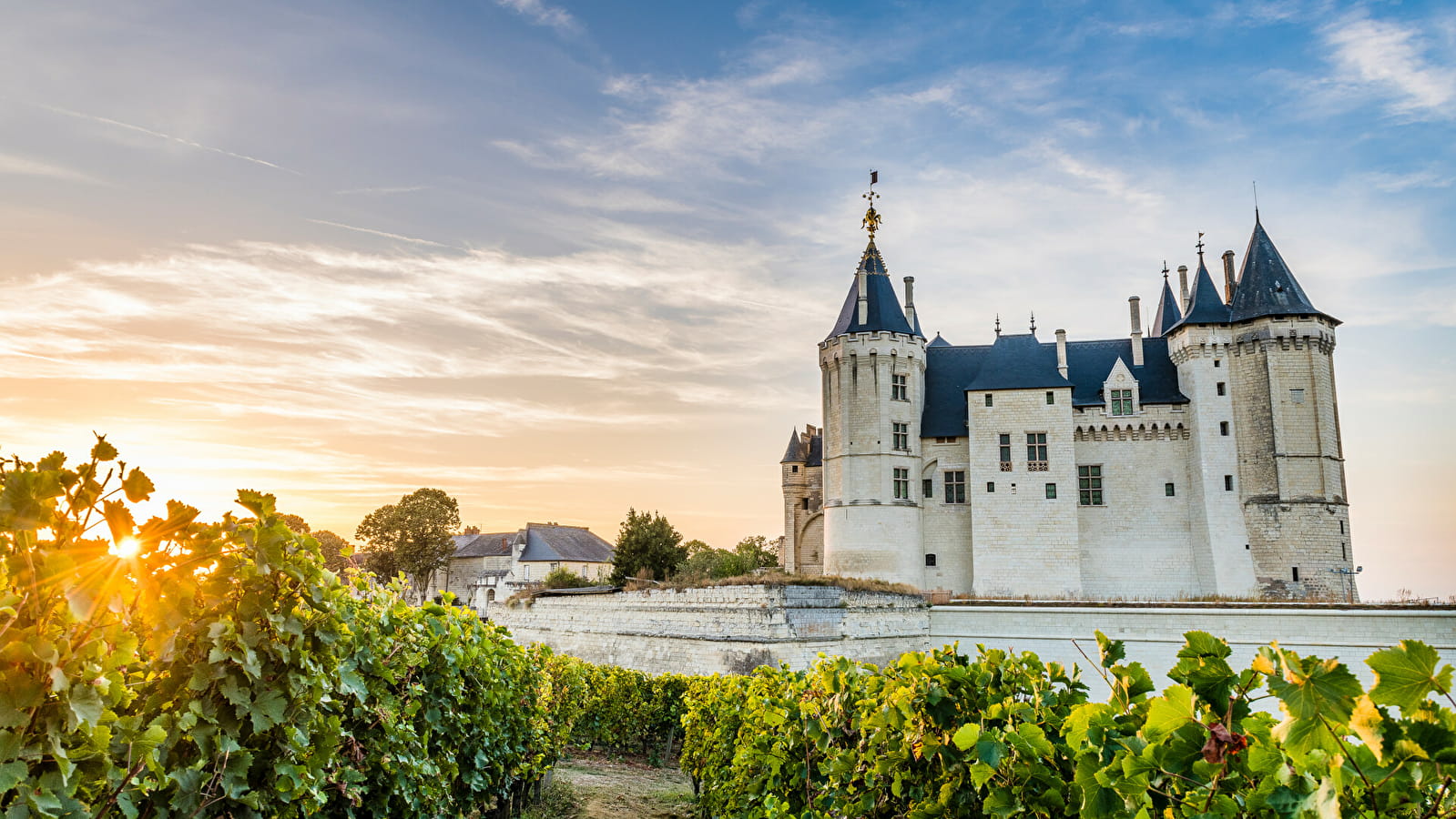 Vignes au chateau de Saumur