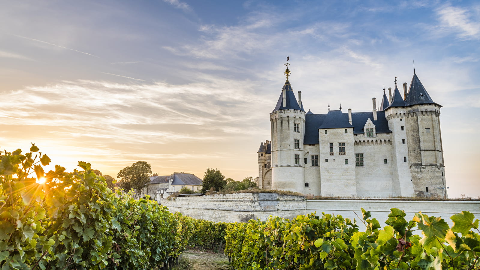 Vines at the Chateau de Saumur