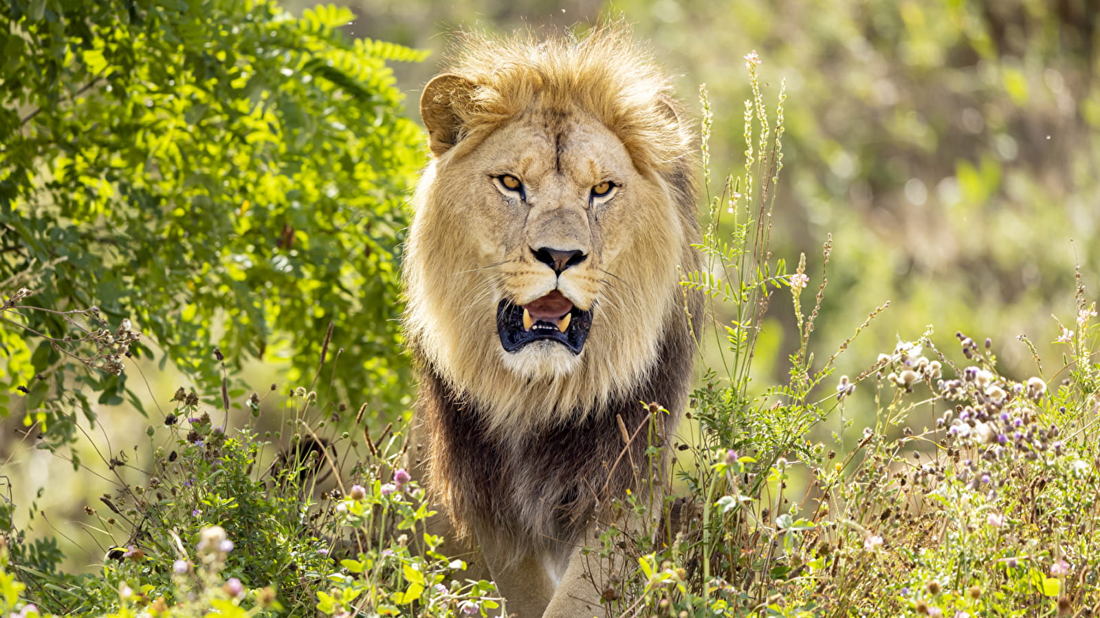 Lion au Bioparc, zoo de Doué-la-Fontaine